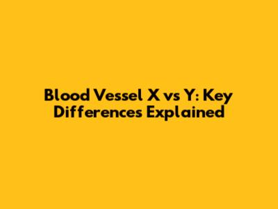 Blood Vessel X vs Y: Key Differences Explained