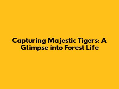 Capturing Majestic Tigers: A Glimpse into Forest Life