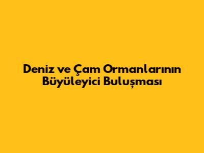 Deniz ve Çam Ormanlarının Büyüleyici Buluşması