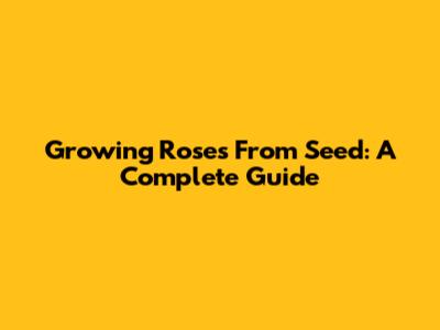 Growing Roses From Seed: A Complete Guide