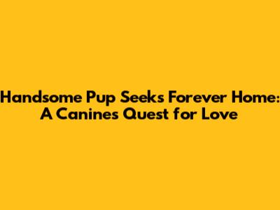 Handsome Pup Seeks Forever Home: A Canine's Quest for Love
