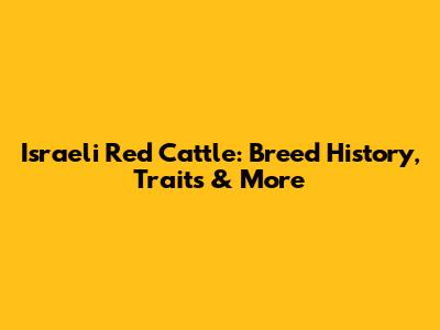 Israeli Red Cattle: Breed History, Traits & More