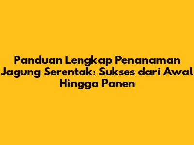 Panduan Lengkap Penanaman Jagung Serentak: Sukses dari Awal Hingga Panen