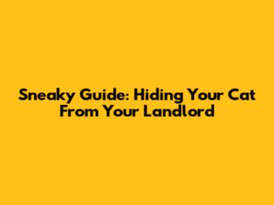 Sneaky Guide: Hiding Your Cat From Your Landlord