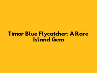 Timor Blue Flycatcher: A Rare Island Gem